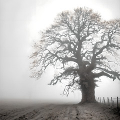 In The Shade Of The Oak