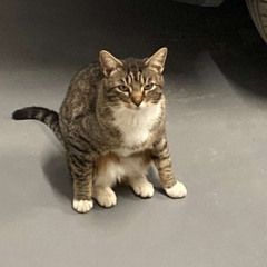 method to serve 4 cats