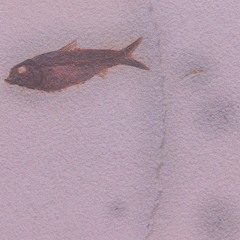 Expire (Prod. MOLLYSTAR)