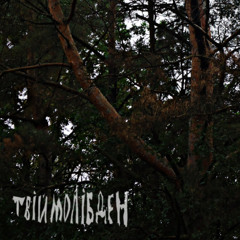 Туманний Хвойний Ранок