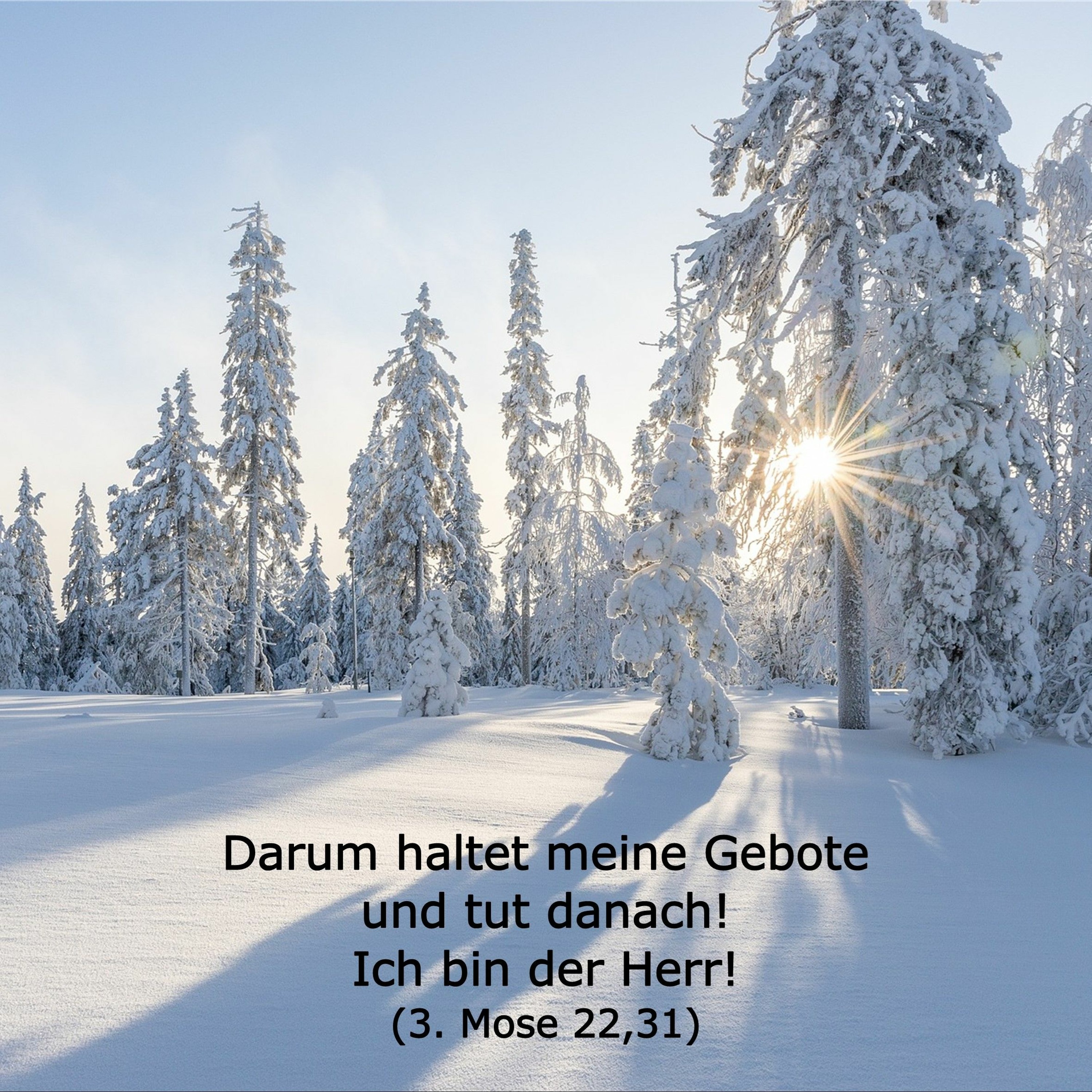 In einem Jahr durch die Bibel