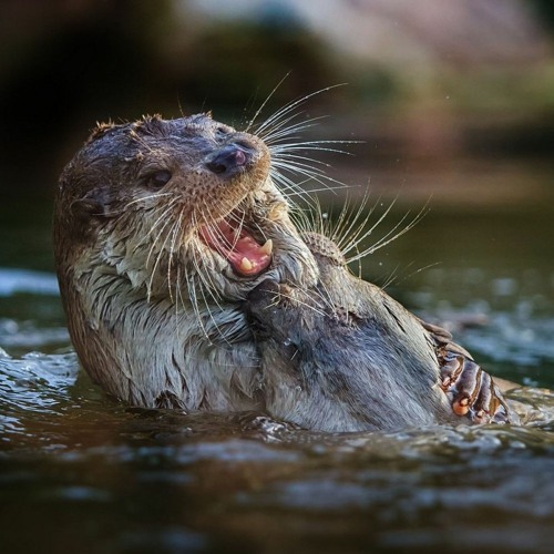 Nutria Chirriando