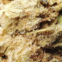 Kilitinas - La Sallian Girl