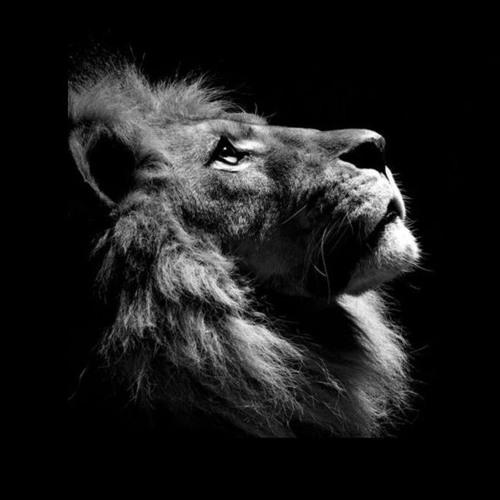 FUNKOT #51 [LIONHEAD]