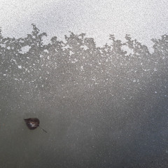 Last Leaves
