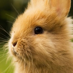 break my shell (moon)