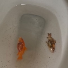 rip fishes