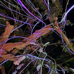 Mother Tree (Down Tempo) Otherworld 2024 Jun 06