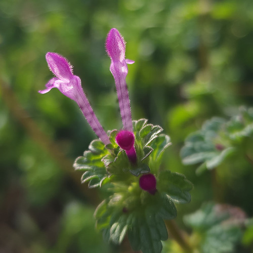 distant attachment (moneo)