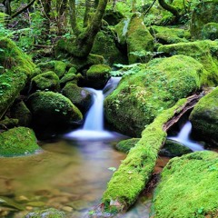 Mysterious Forest Spirits