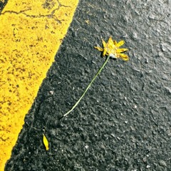 Champagne supernova cover