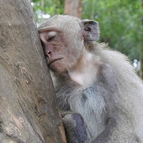 Stream sad monke by Xan | Listen online for free on SoundCloud