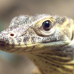 Block Tales - Komodo Dragon (Arrangement)