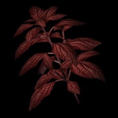RED HERB [clip]