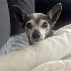 beignet