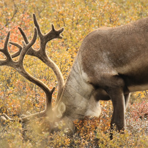 Stream #80-Caribou Restoration with Scott Nielsen by YourForest Podcast ...