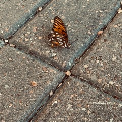 Suicidal Butterflies - every inch of you (prod. neverforever)