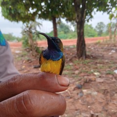 suara pikat burung kecil ribut paling ampuh.m4a