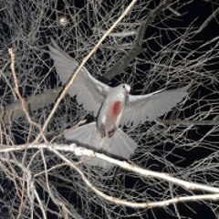 mourning dove