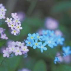 Myosotis