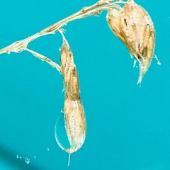 Shroomy Poetry (live@ Shroom Burn)