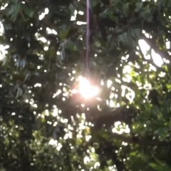 Dream Gurl (feat. Profound$peck)