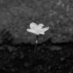 World Poetry In Translation
