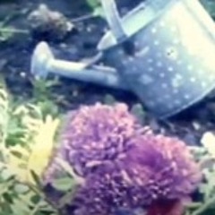 The Flowers Pov 2012