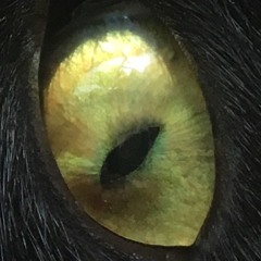 insideinside with ghosts