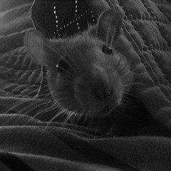 Funky Rat Looking For The Cheese