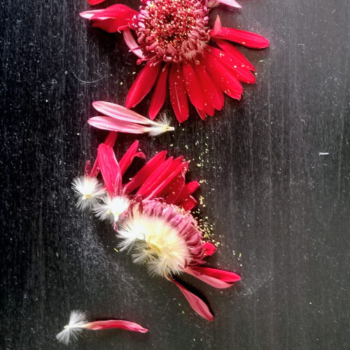 Débris de Fleurs (2025)