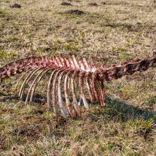 hen848 - Resti Rmx [p4l3bl00d]