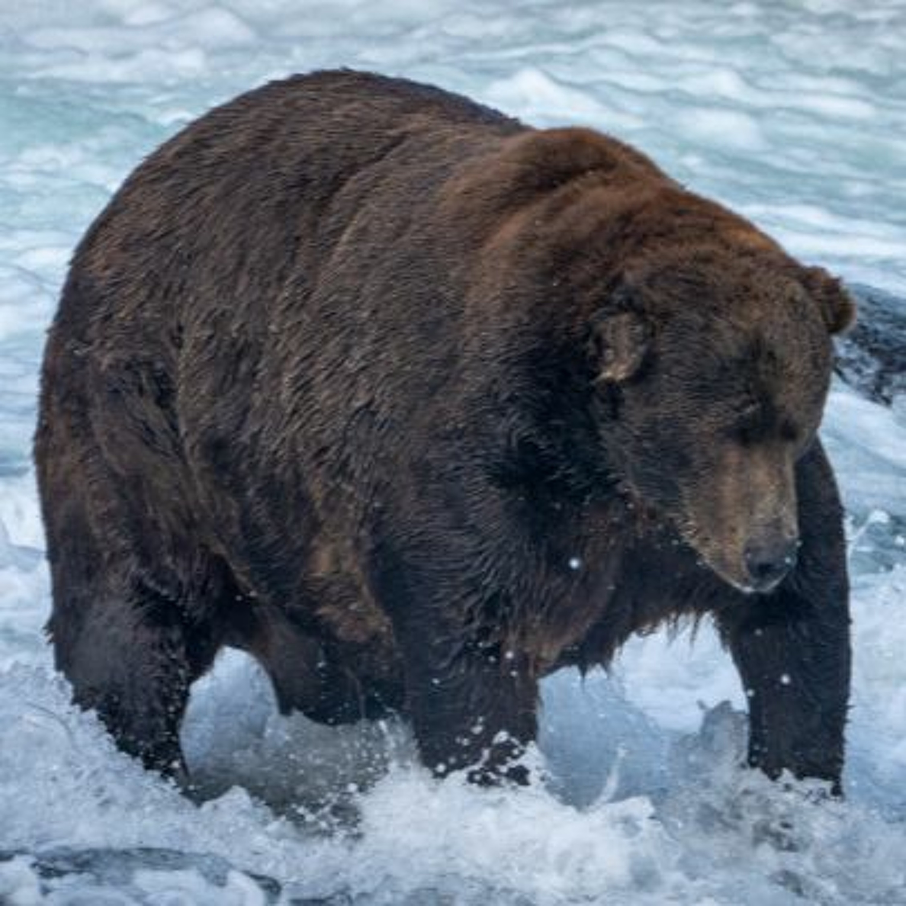 California Wind Power Breakthrough, Saving Big Forests to Save the Planet, Fat Bear Week, and more episode artwork