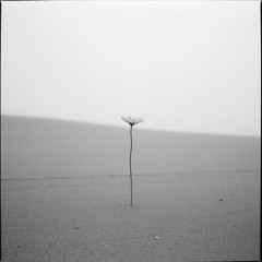 Wie wär's mit Leben?