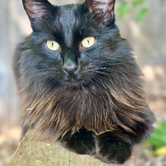 J.Bracks - Event & Festival DJ Mixes