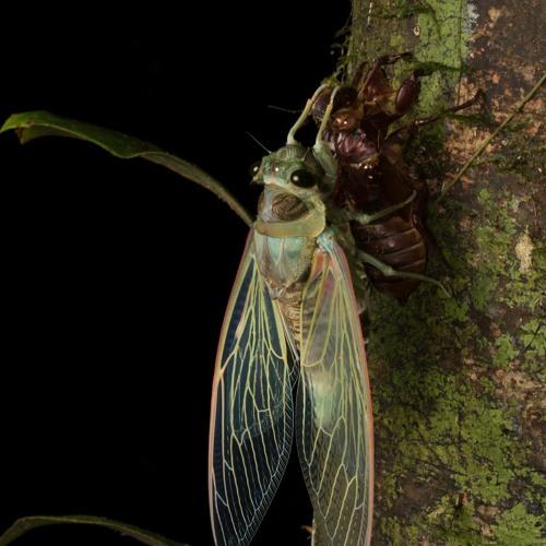 Empress Cicada - Sarawak, Borneo