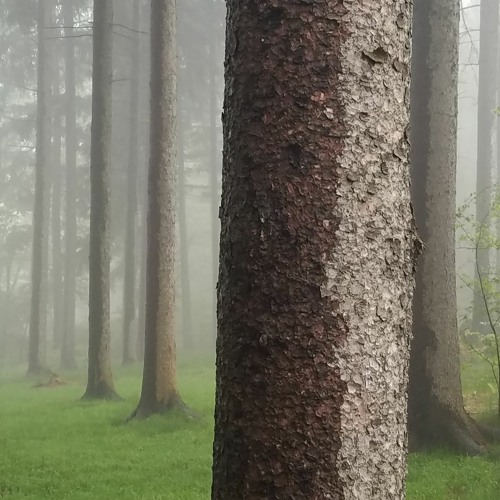 TheFadeBeta, Sil - northeast