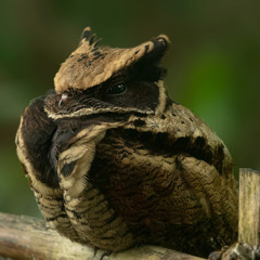Nightjar - Psytechno