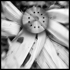 HypnoJazz - HuskLove - FHHX3037 - Todd R Smith