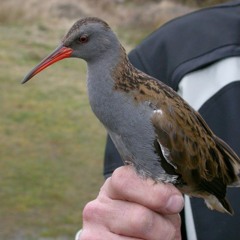 WYKKCITY, to1 - Meadows (exsence bootleg)