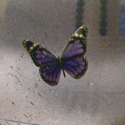 Butterfly Lane