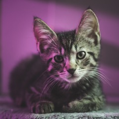 SayWut (Still1 Refix)