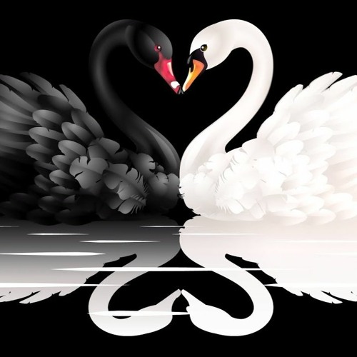 Swan