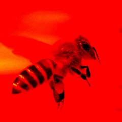 TRANCE - BUMBLE BEE - DEMO SAMPLE
