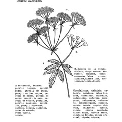 Cicuta