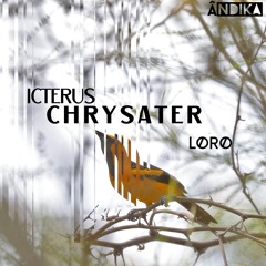 LØRØ - Icterus Chrysater