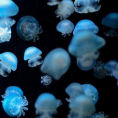 水族館でさかなみてろ<cover>