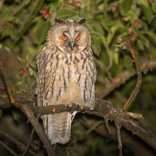Juvenile Long-Eared Owls - Plateau De Montselgues, Ardeche, France