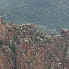 Selçuk Balcı - Gidemedim Torula