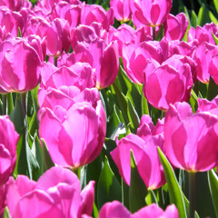 Spring's Song